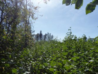 pd86_6_attels 7. attēls. Ligzda atrasta jau ciršanai sagatavotā mežā, un ligzdas koks nebija izzīmēts kā atstājams. VMD informēja, ka izsniegts ciršanas apliecinājums, un šī iemesla dēļ mikrolieguma pieteikums nav iesniegts. Pēc VMD iejaukšanās ap ligzdu izzīmēta atstājamo koku grupa. 31.08.2019. konstatēts, ka ligzdas nogabals ir nozāģēts un ligzda nav apdzīvota (ligzdas koks atrodas koku grupā, kas redzama attēla centrālajā daļā). | Foto: Imants Jakovļevs