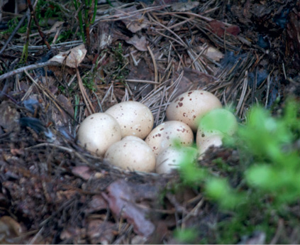 Ligzda atrodas uz zemes seklā bedrītē, un dējumā parasti ir 7–10 dzeltenīgas olas. Ja izdodas tādu atrast, tad lūgums ziņot Dabasdati.lv un pēc iespējas ātrāk doties prom no tās. Foto: Edgars Lediņš / ledins.lv