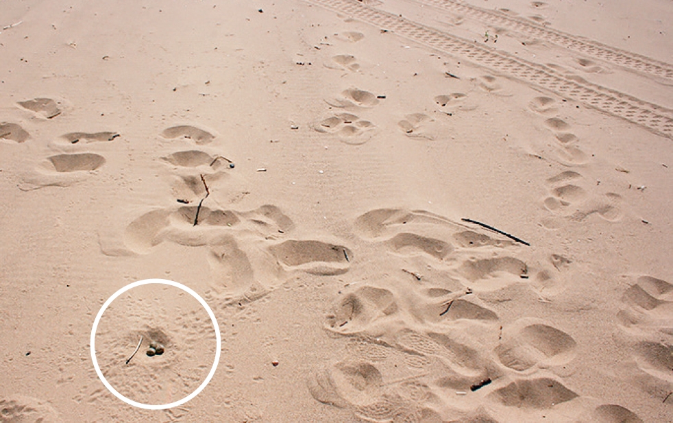 Mazā zīriņa Sternula albifrons ligzda Gaujas grīvā (06.06.2010.), kur blakus var saskatīt traucētāju pēdas – cilvēka, suņa un kvadracikla. Foto: Ruslans Matrozis