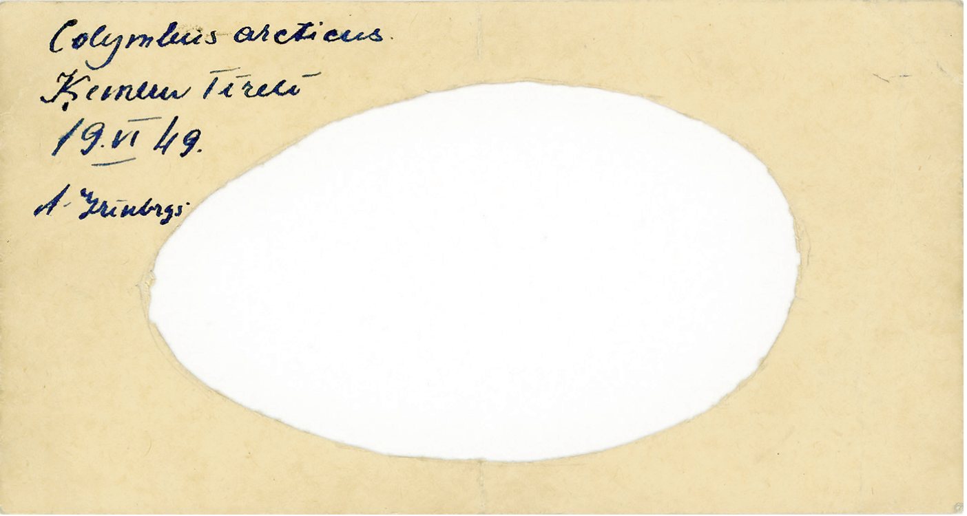 Interesanta laika liecība – Andreja Grīnberga izgriezta melnkakla gārgales olas projekcija uz papīra (izmērs: 55×88 mm). Ķemeru tīrelis, 19.06.1949. Glabājas H. Mihelsona ornitoloģiskajos materiālos (