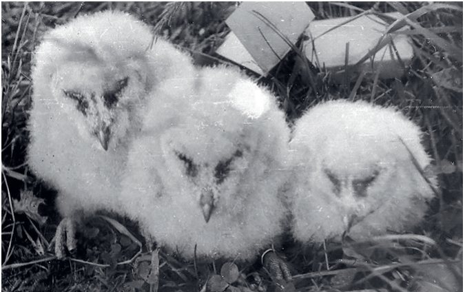 Plīvurpūces mazuļi pēc gredzenošanas. Vētras muižas saimniecības ēka, 28.06.1948. U. Rozes foto (no R. Matroža arhīva).
