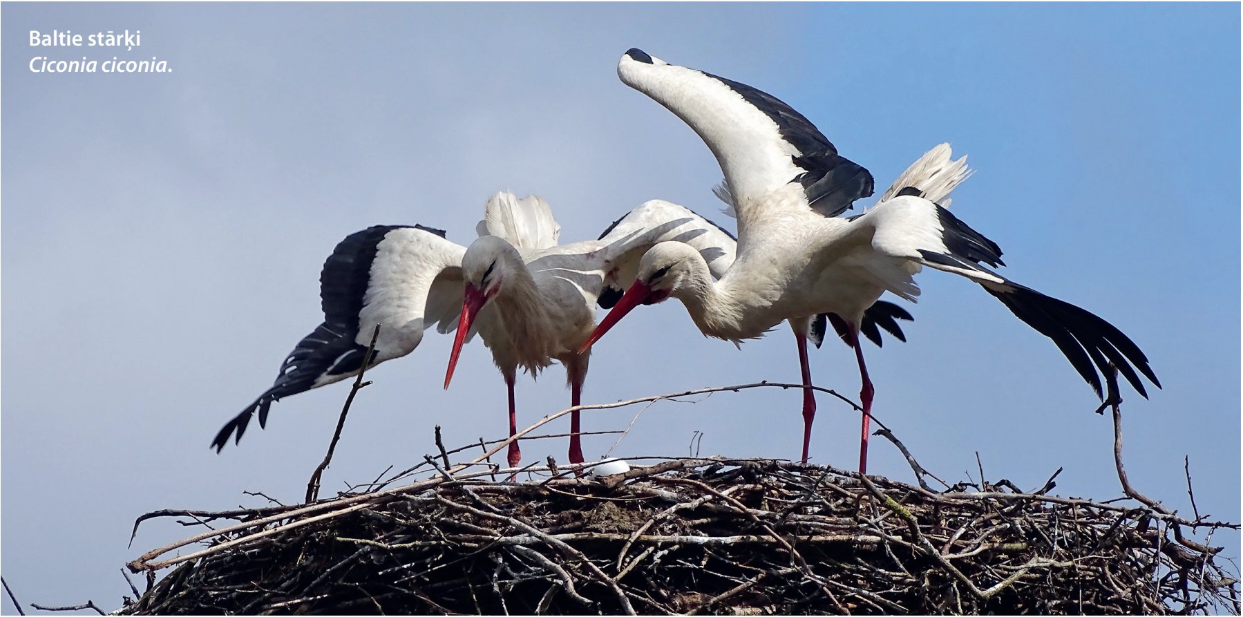 Baltie stārķi Ciconia ciconia. (Foto: Elīna Gulbe)