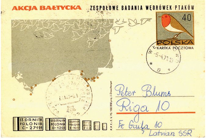 Poļu ornitologu speciāli nodrukāta putnu gredzenošanas akcijas (Akcja Bałtycka) pastkarte, nosūtīta P. Blūmam 05.04.1971. No R. Matroža arhīva.