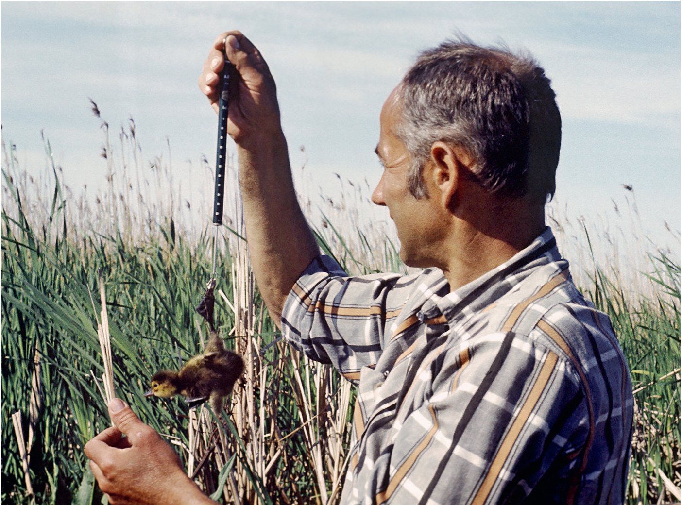 P. Blūms ar speciālajiem “Pesolo” svariņiem nosver brūnkakļa tikko šķīlušos mazuli. Engures ezers, 1990. gads. Foto autors nezināms.