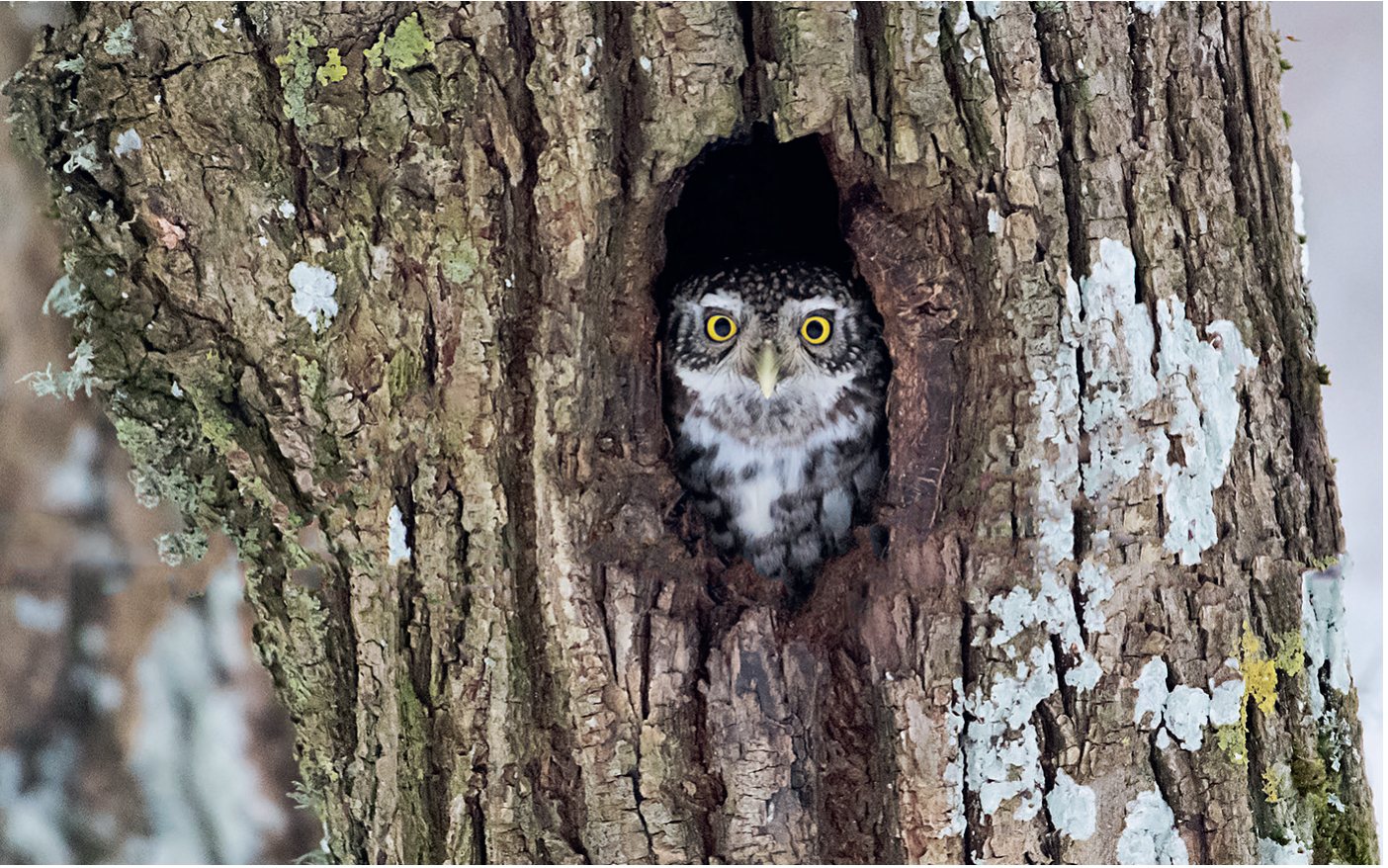 Apodziņš Glaucidium passerinum.