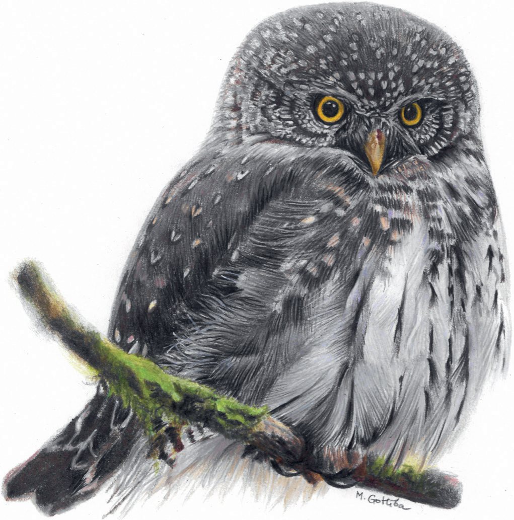 1. gada putns – apodziņš Glaucidium passerinum. (Zīmējums: Marta Gotlība / martagotliba.com)