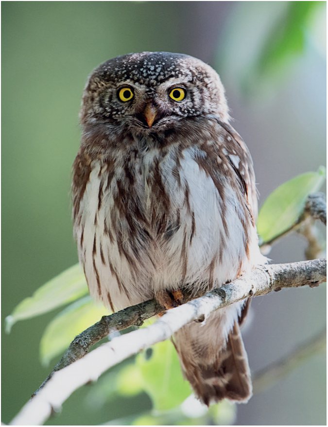 Apodziņš Glaucidium passerinum.