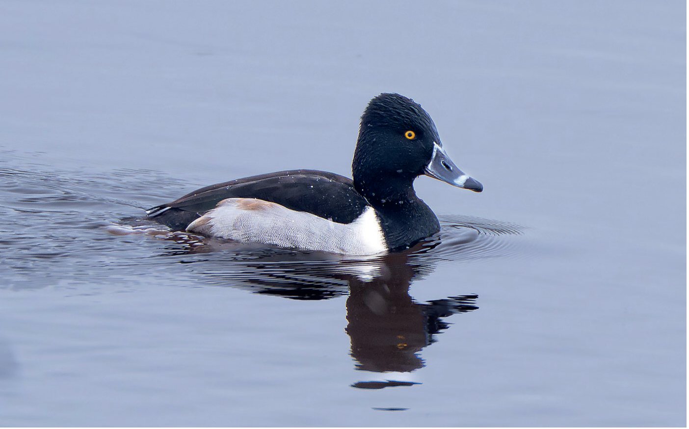 Gredzenpīle Aythya collaris (tēviņš) Jēkabpilī 12.01.2025.