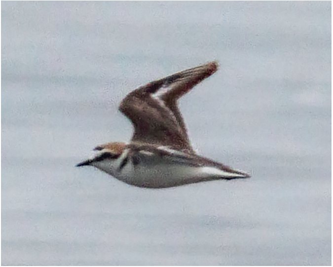 Jūras tārtiņš Anarhynchus alexandrinus (tēviņš) Liepājas ezera austrumu krastā pie Vītiņu pļavām 14.05.2025.