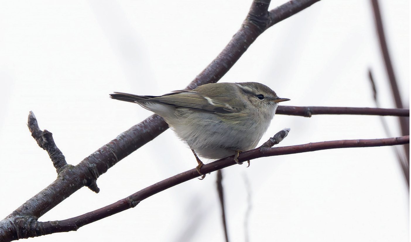 Hjūma ķauķītis Phylloscopus humei Kolkā 18.11.2025.