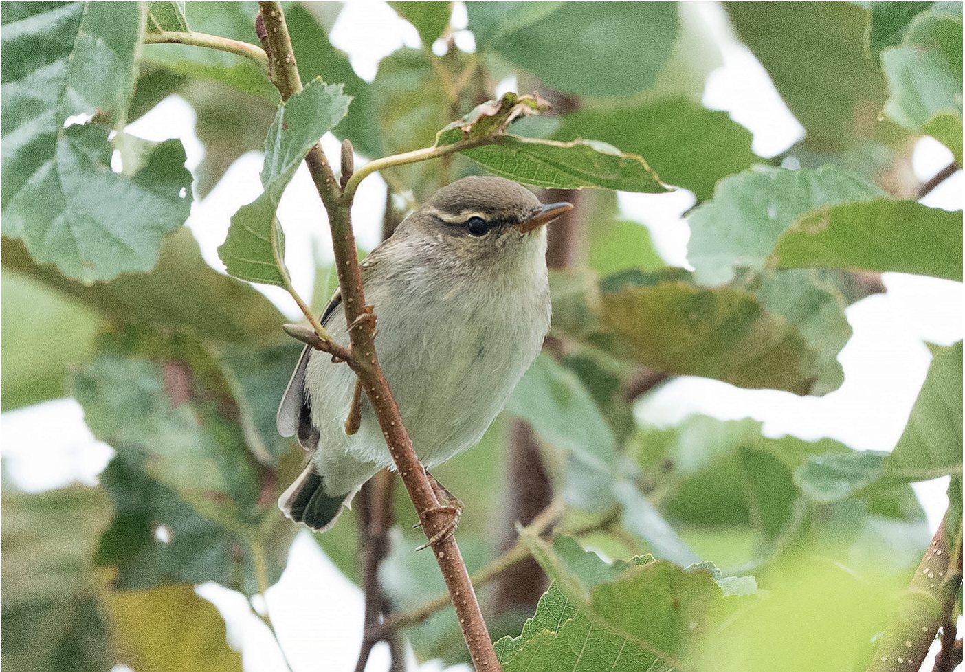 Ziemeļu ķauķītis Phylloscopus borealis (jaunais putns, 1g) Ainažos 31.08.2025.