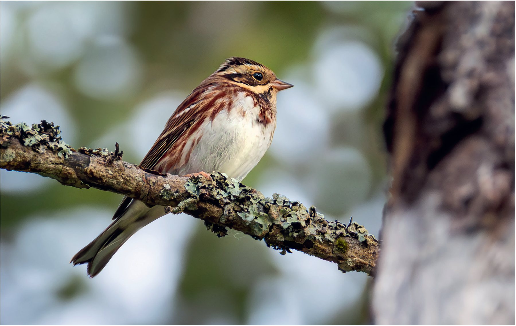 Meža stērste Emberiza rustica Braslavas pagastā 14.09.2025.