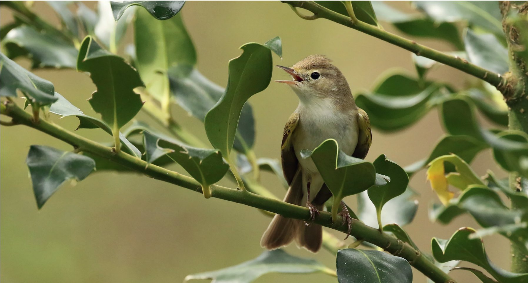 Bonelli ķauķītis Phylloscopus bonelli Šveicē.