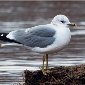 Pieaudzis kajaks Larus canus (pa kreisi) un pieaugusi gredzenknābja kaija Larus delawarensis (pa labi, fotografēta Kanādā). (Foto: Edgars Smislovs (kreisajā attēlā), Igors Deņisovs (labajā attēlā))