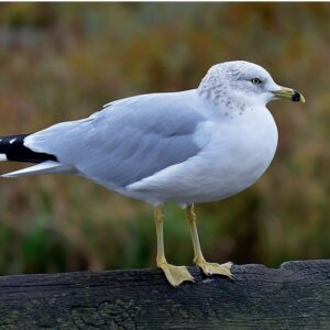 Pieaudzis kajaks Larus canus (pa kreisi) un pieaugusi gredzenknābja kaija Larus delawarensis (pa labi, fotografēta Kanādā). (Foto: Edgars Smislovs (kreisajā attēlā), Igors Deņisovs (labajā attēlā))