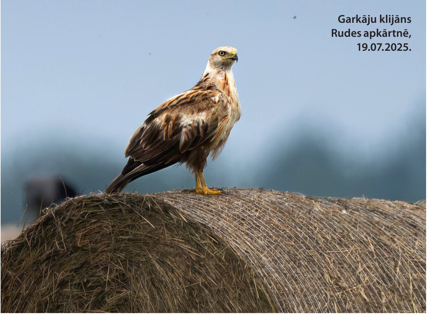 Garkāju klijāns Rudes apkārtnē, 19.07.2025.