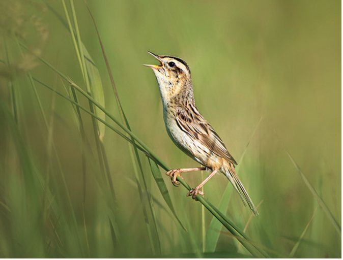 Pilnīgi negaidīti sastapts pārsteigums – Eiropas apdraudētākais dziedātājputns – grīšļu ķauķis Acrocephalus paludicola dzied pēcligzdošanas laikā Vītiņu pļavās pie Liepājas ezera, 25.07.2025.