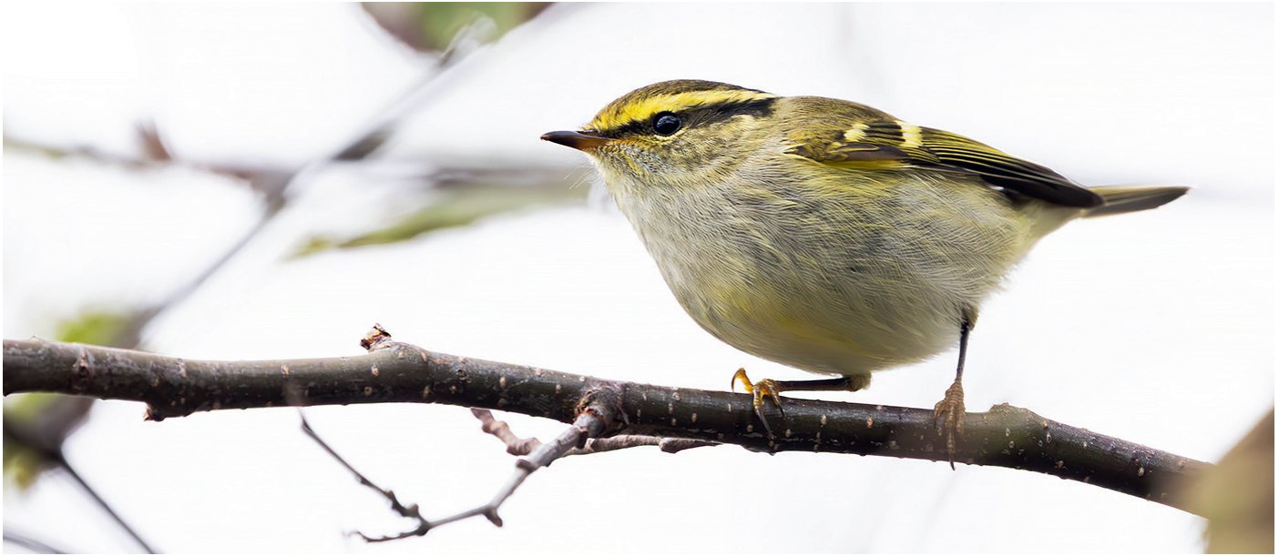 Gada garumā izdevās novērot gandrīz visas Latvijā konstatēto austrumu ķauķīšu sugas, viena no tām – Sibīrijas ķauķītis Phylloscopus proregulus. Liepājas apkārtne, 17.10.2025.