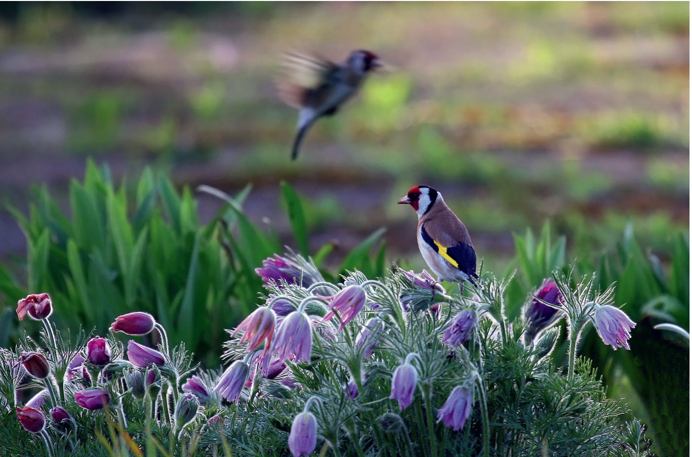 Dadzītis Carduelis carduelis, 14.05.2011.