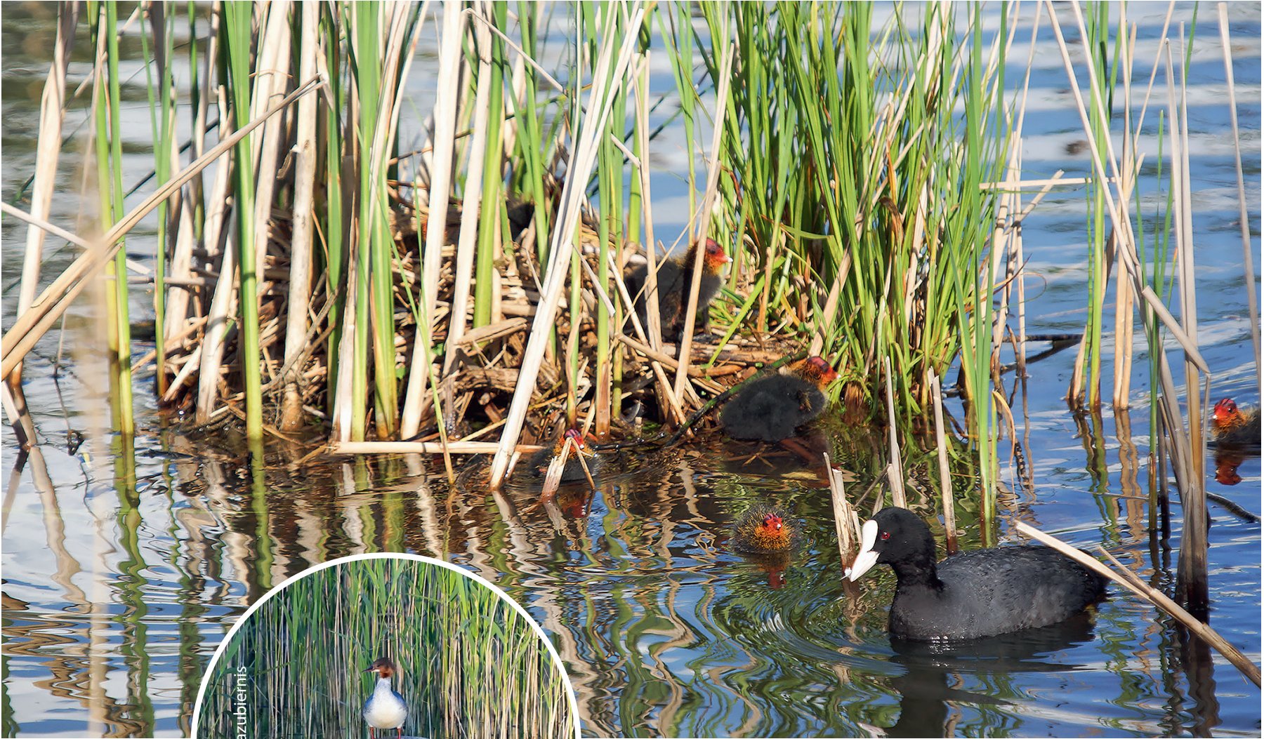 Lauču Fulica atra ligzda un mazuļi, 04.06.2015.
