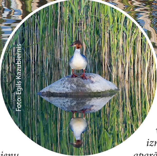 Lielā gaura Mergus merganser, 05.06.2023.
