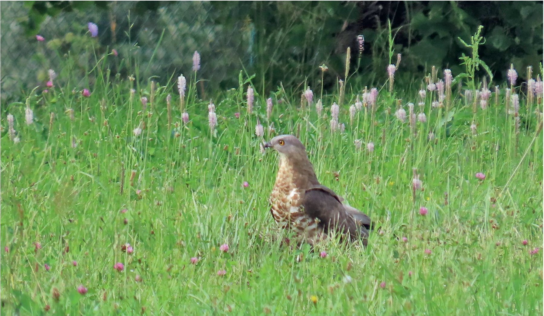 Ķīķis Pernis apivorus botāniskā dārza pļavā, 03.07.2024.
