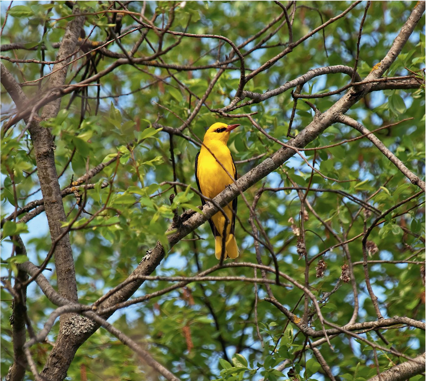 Vālodzes Oriolus oriolus populācija uzskaišu sākuma gados pieauga, bet pēc 2013. gada vērojama skaita samazināšanās, un 2025. gadā vālodze pievienojusies sugām ar skaita samazinājuma tendenci.