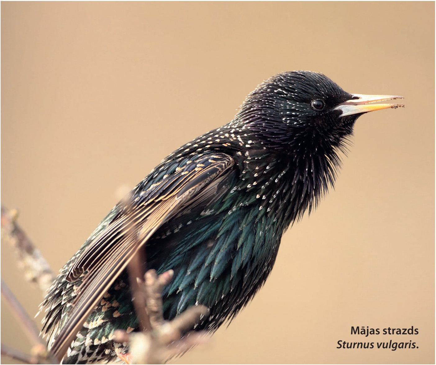 Mājas strazds Sturnus vulgaris.
