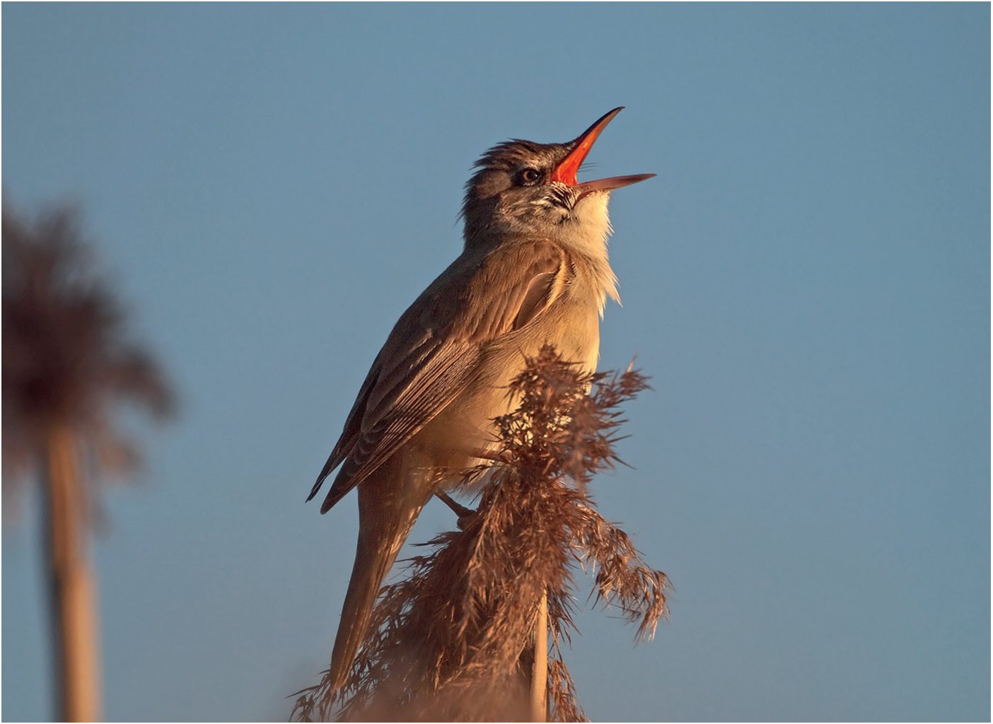 Niedru strazds Acrocephalus arundinaceus.