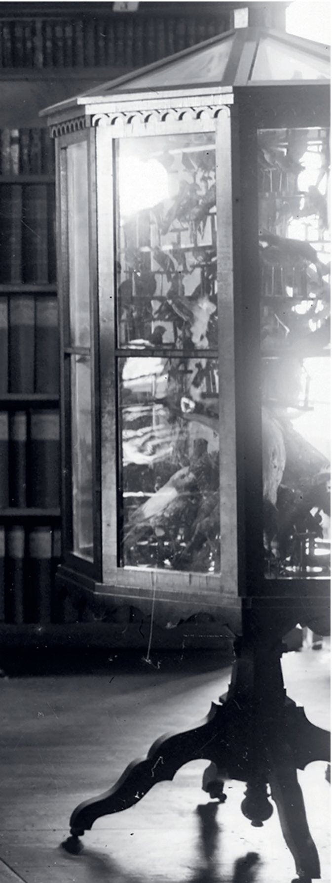 Domājams, ka šo stikloto skapi ar 154 tropu putniem KPM uzdāvinājis grāfs Teodors Mēdems 1908. gadā. Tas ir vien daļēji redzams ap 1936. gadu tapušā putnu ekspozīcijas attēla malā. © Herdera institūts